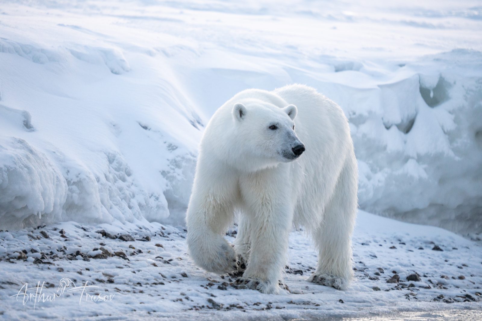 Polar bear in Svalbard